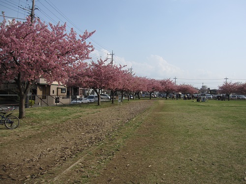 kawazu15.03.02.jpg